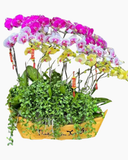  Chiếc Thuyền Lan Hồ Điệp - LHĐ107 