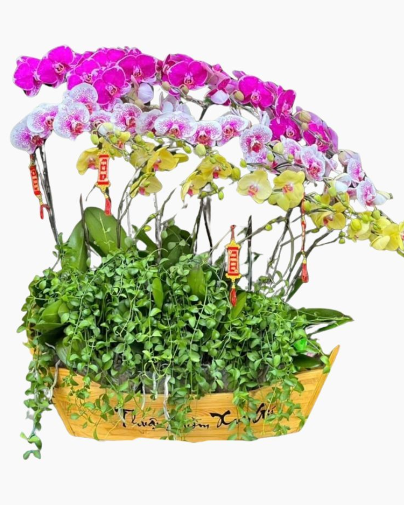  Chiếc Thuyền Lan Hồ Điệp - LHĐ107 