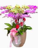  Chậu Hoa Lan Hồ Điệp Mix Màu - LHĐ94 