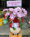  Chậu Lan Hồ Điệp Hồng Phát - LHĐ143 