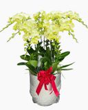  Chậu Lan Hồ Điệp Táo Xanh - LHĐ202 