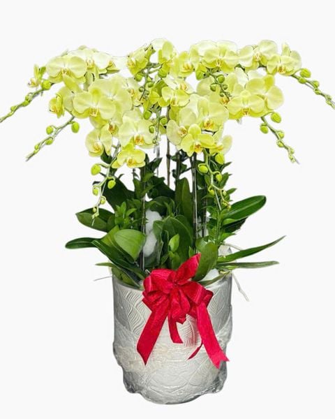 Chậu Hoa Lan:  Chậu Lan Hồ Điệp Táo Xanh - LHĐ202 