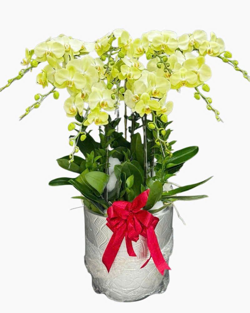  Chậu Lan Hồ Điệp Táo Xanh - LHĐ202 