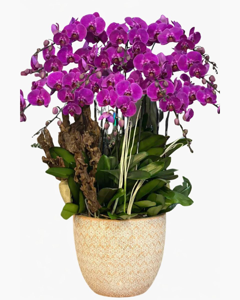  Chậu Lan Hồ Điệp An Khang  - LHĐ136 