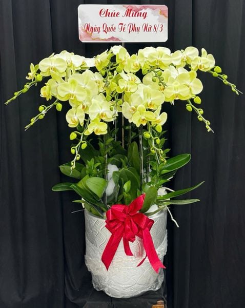 Chậu Hoa Lan:  Chậu Lan Hồ Điệp Táo Xanh - LHĐ202 