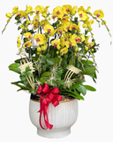  Chậu Lan Hồ Điệp Ngọc Tiền - LHĐ196 