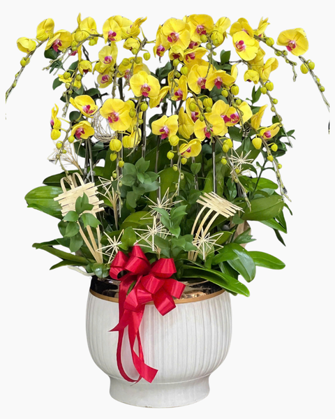 Chậu Hoa Lan: Chậu Lan Hồ Điệp Ngọc Tiền - LHĐ196