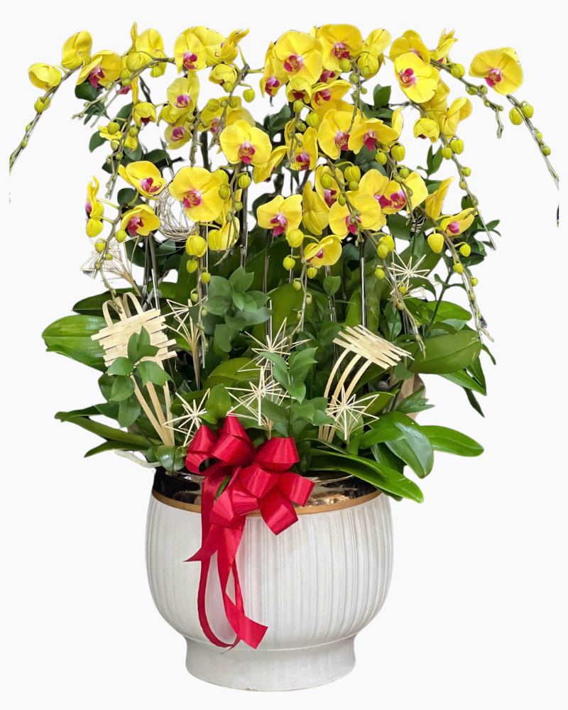  Chậu Lan Hồ Điệp Ngọc Tiền - LHĐ196 