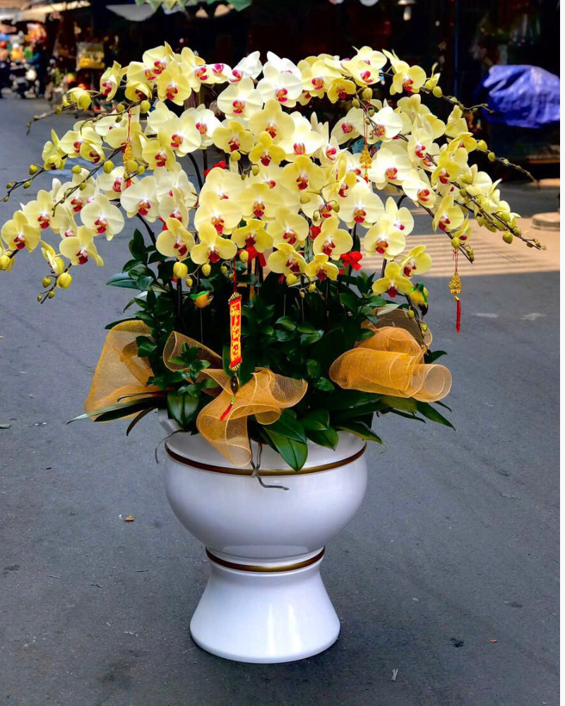  Chậu Lan Hồ Điệp An Nhiên - LHĐ160 