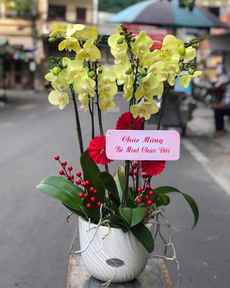  Lan Xuân Phúc Viên Mãn - LHĐ144 