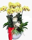  Chậu Lan Sắc Vàng-LHĐ124 