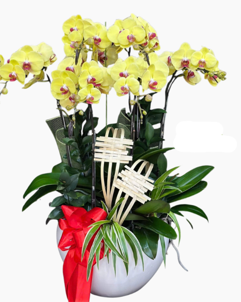  Chậu Lan Sắc Vàng-LHĐ124 