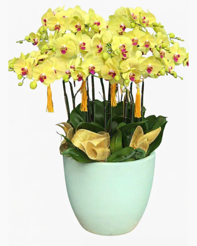  Chậu Lan Hồ Điệp Vàng Lộc  - LHĐ134 