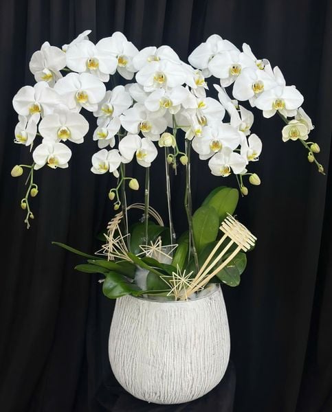 Chậu Hoa Lan: Chậu Lan Hồ Điệp Thanh Tâm - LHĐ197