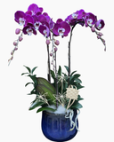  Chậu Lan Hồ Điệp Hưng Lộc - LHĐ186 