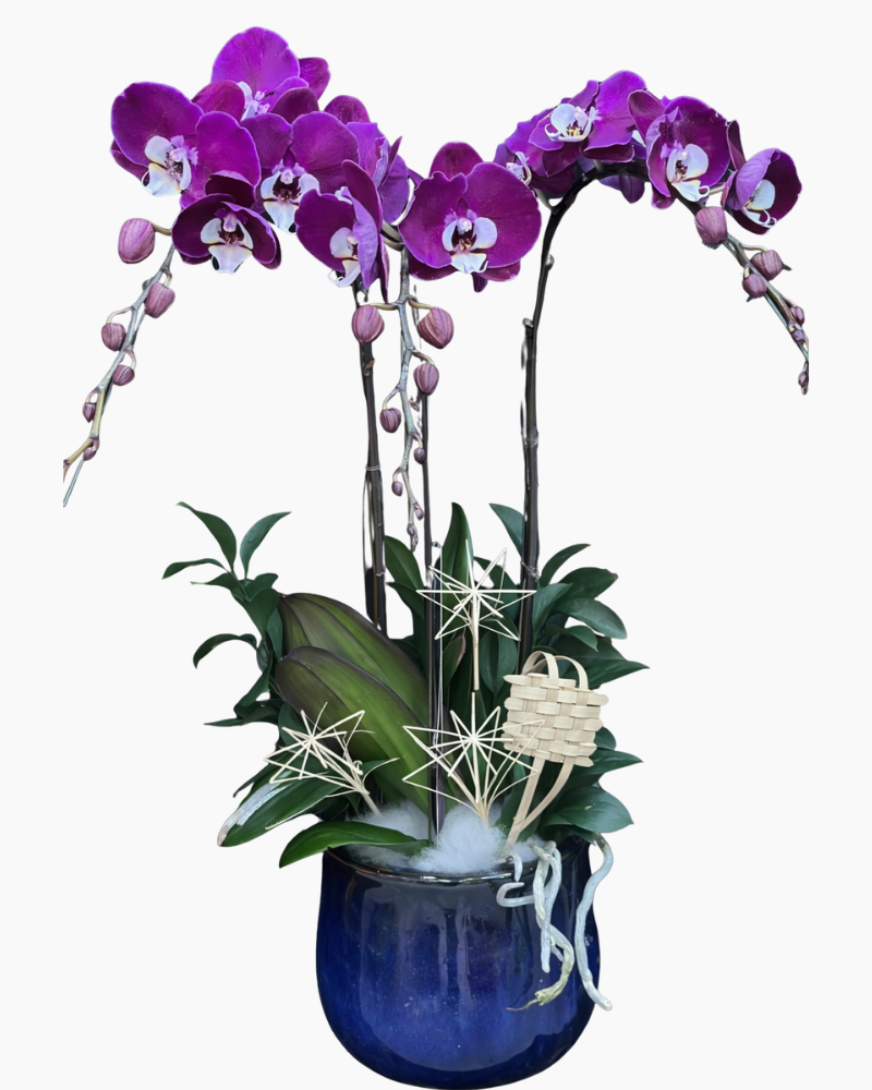  Chậu Lan Hồ Điệp Hưng Lộc - LHĐ186 