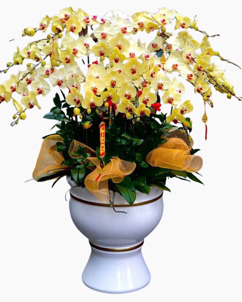  Chậu Lan Hồ Điệp An Nhiên - LHĐ160 