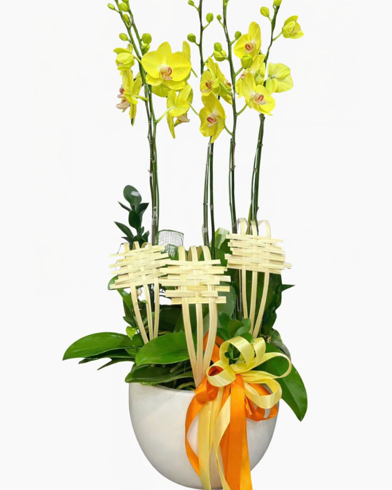  Chậu Lan Hồ Điệp Vàng Phát - LHĐ129 