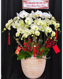  Chậu Lan Hồ Điệp Hòa Ca  - LHĐ187 