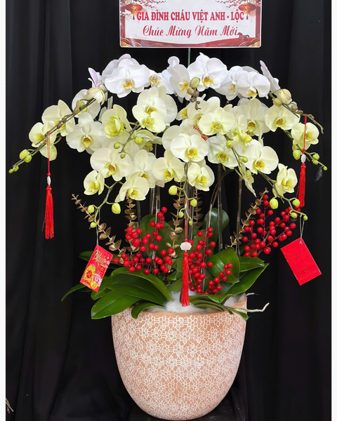 Chậu Hoa Lan: Chậu Lan Hồ Điệp Hòa Ca - LHĐ187