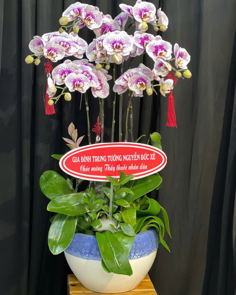  Lan Kim Ngọc Thịnh Vượng - LHĐ145 