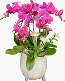  Chậu Lan Hồ Điệp Thiên Phúc - LHĐ198 