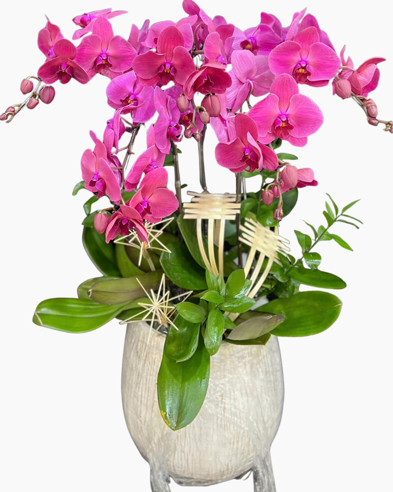  Chậu Lan Hồ Điệp Thiên Phúc - LHĐ198 