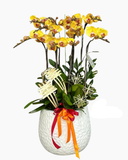  Chậu Lan Phú Quý-LHĐ123 