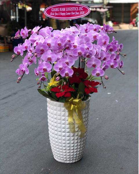 Lan Điệp Cát Phú - LHĐ161