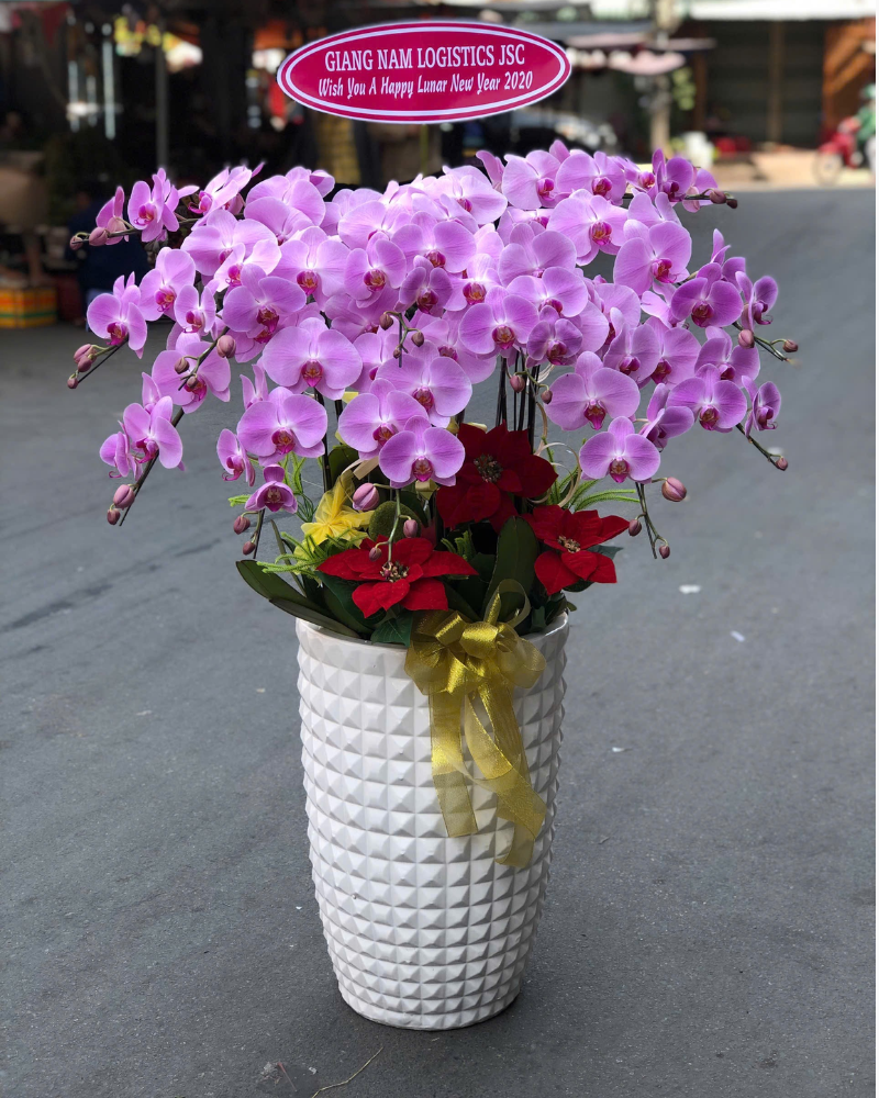  Chậu Lan Hồ Điệp Phú An - LHĐ161 