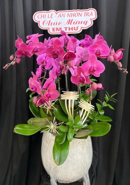 Chậu Hoa Lan: Chậu Lan Hồ Điệp Thiên Phúc - LHĐ198