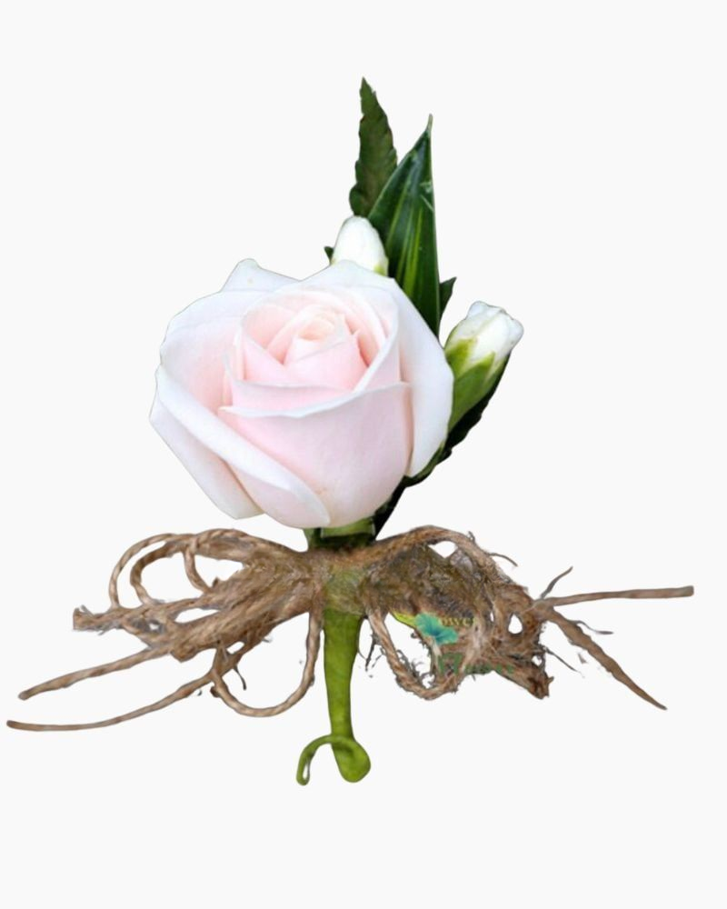  Hoa Cài Áo - CA011 