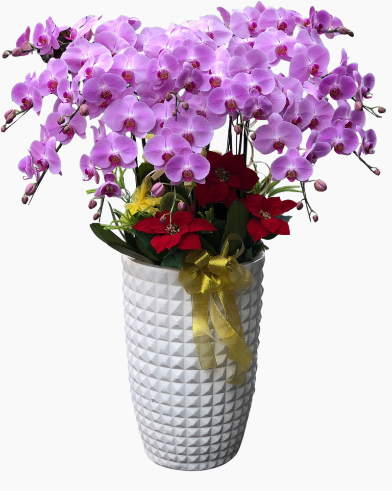  Chậu Lan Hồ Điệp Phú An - LHĐ161 