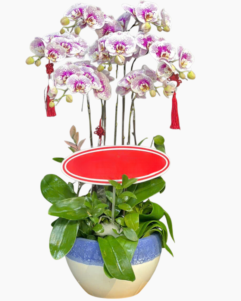  Lan Kim Ngọc Thịnh Vượng - LHĐ145 