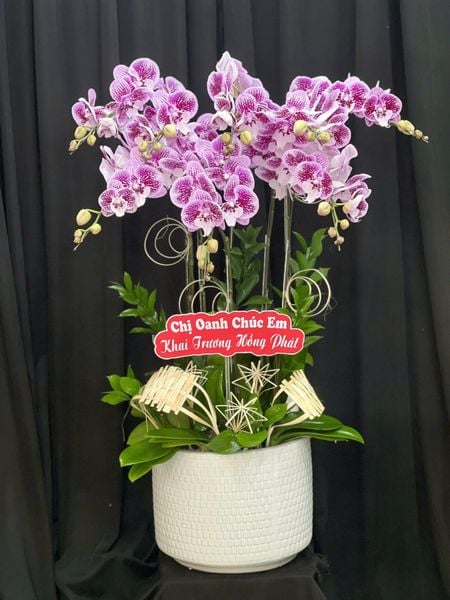 Chậu Hoa Lan Hồ Điệp Mini Nhiều Cành Đẹp, Giá Rẻ: Chậu Lan Hồ Điệp Hồng Thủy Chung - LHD253