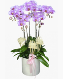  Chậu Lan Hồ Điệp Tím Mơ - LHĐ128 