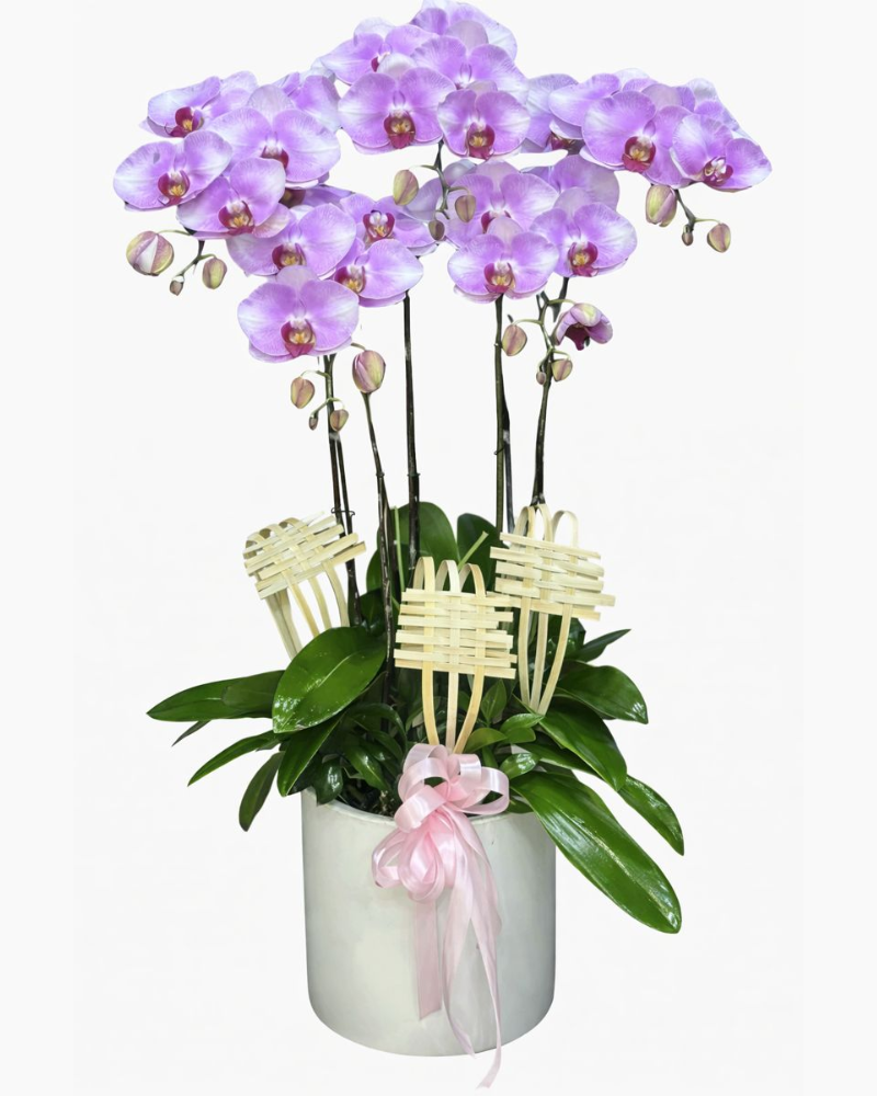  Chậu Lan Hồ Điệp Tím Mơ - LHĐ128 