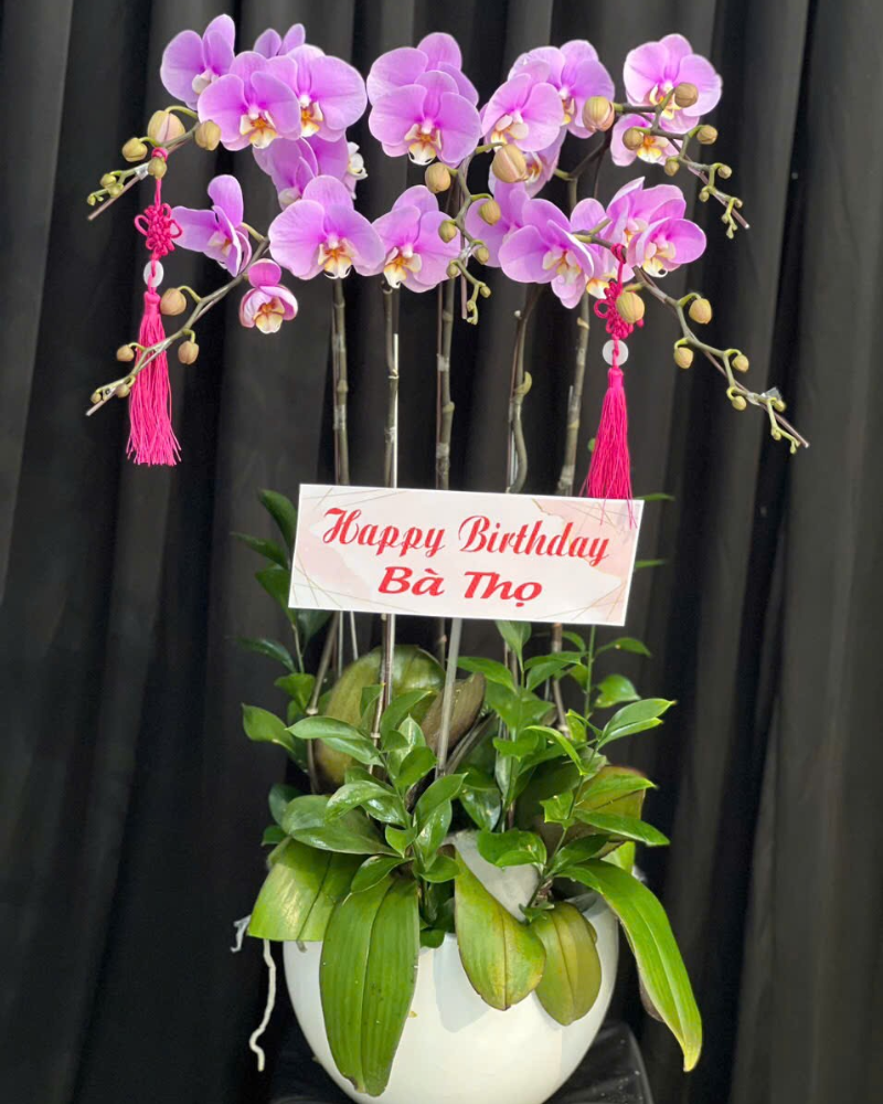  Lan Cát Lộc Viên Mãn - LHĐ146 