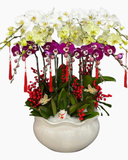  Chậu Lan Hồ Điệp Bạch Ngọc - LHĐ189 