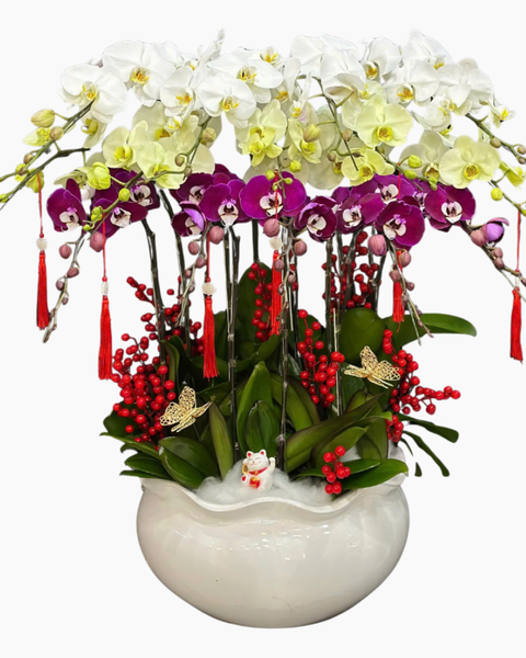 Chậu Hoa Lan: Chậu Lan Hồ Điệp Bạch Ngọc - LHĐ189