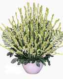  Bình Hoa Huệ Xanh  - HCB82 