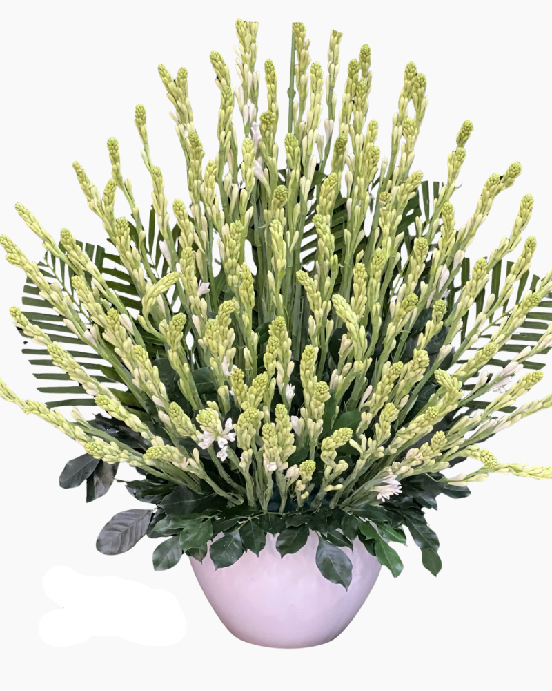  Bình Hoa Huệ Xanh  - HCB82 