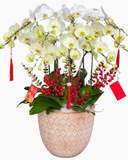  Chậu Lan Hồ Điệp Hòa Ca  - LHĐ187 