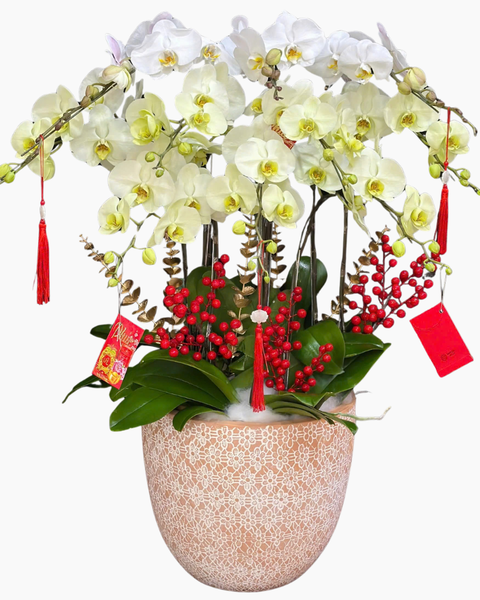 Chậu Hoa Lan: Chậu Lan Hồ Điệp Hòa Ca - LHĐ187