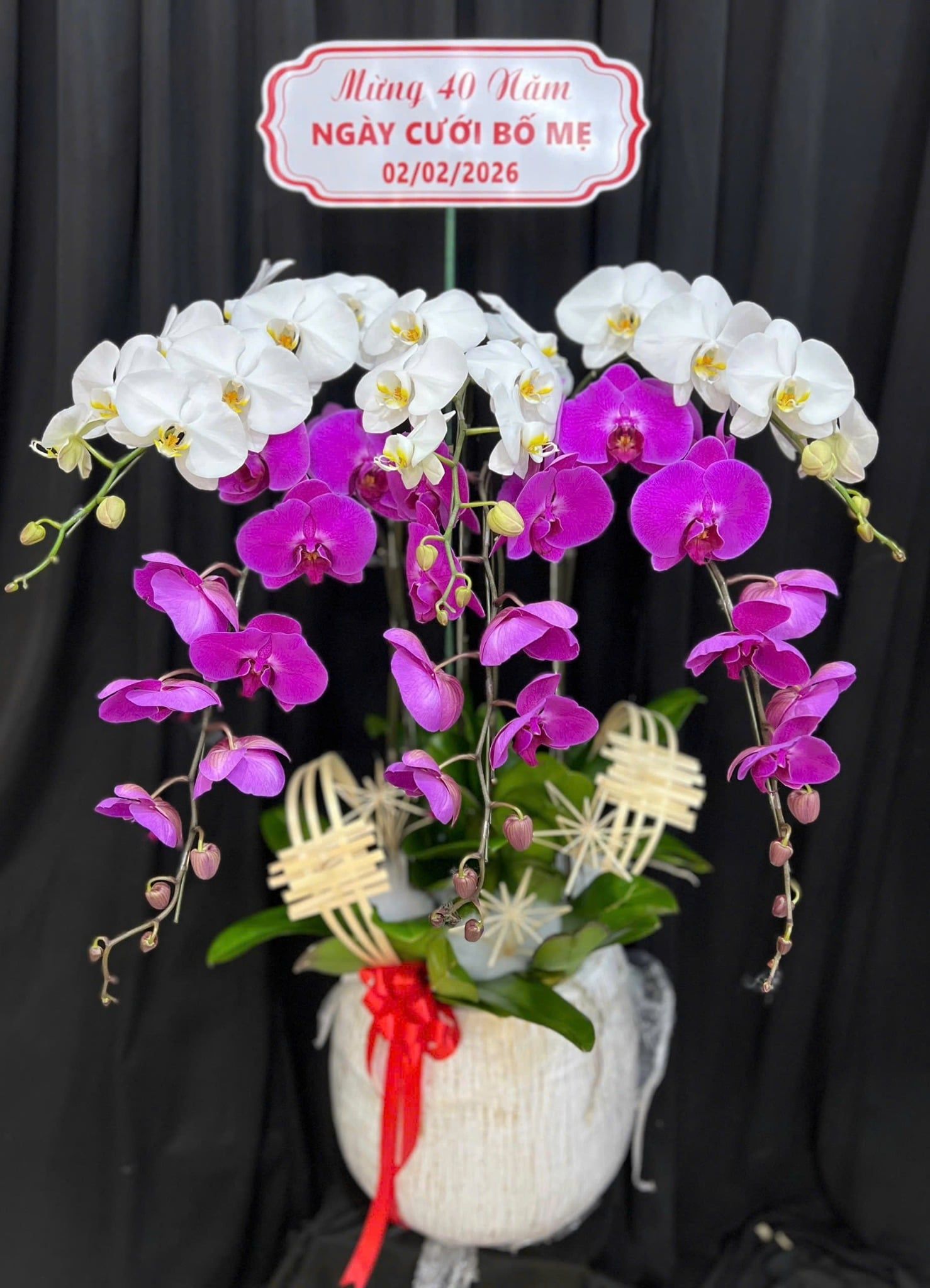  Chậu Lan Hồ Điệp Tinh Anh - LHĐ199 