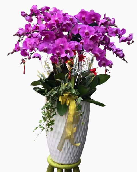 Lan Điệp Tài Lộc - LHĐ162