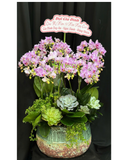  Chậu Lan Tím Duyên Dáng-LHĐ125 