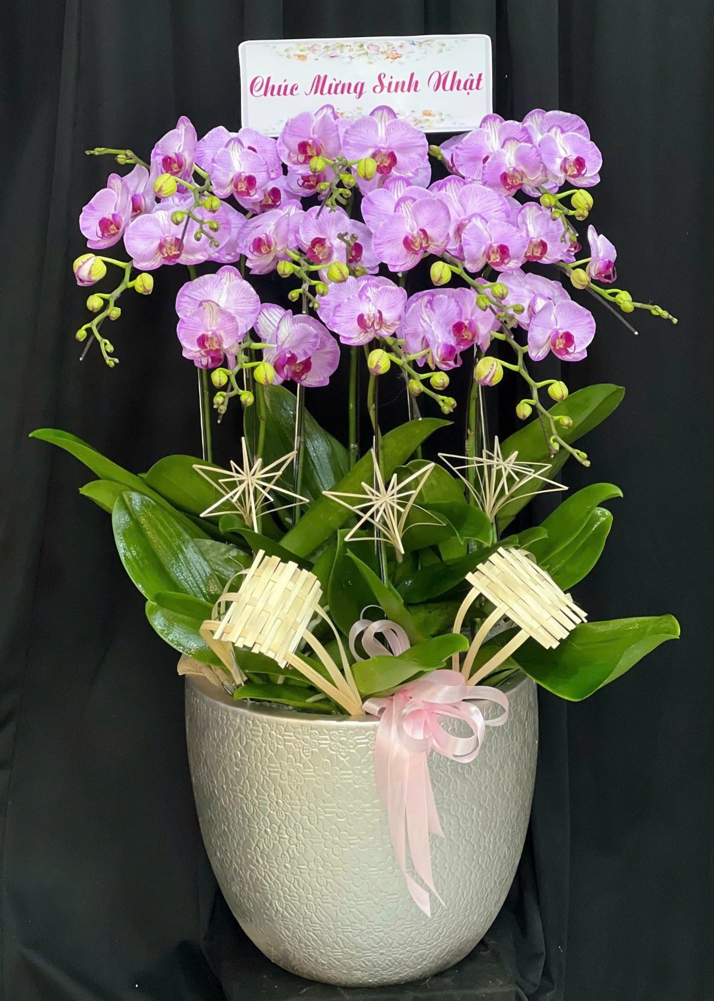  Chậu Lan Hồ Điệp Tỏa Sáng - LHĐ200 