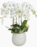  Chậu Lan Hồ Điệp Thanh Tâm - LHĐ197 