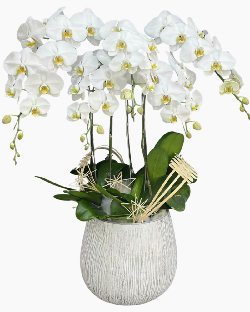  Chậu Lan Hồ Điệp Thanh Tâm - LHĐ197 